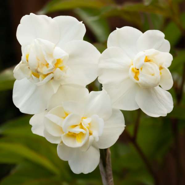 Daffodil Bulbs - Cheerfulness
